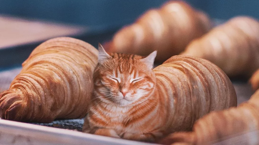 Όταν ο σουρεαλισμός συναντάει το φαγητό, μια γάτα μεταμορφώνεται σε κρουασάν