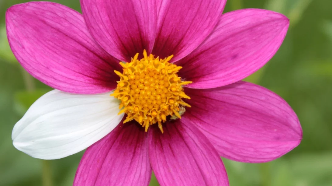 6 facts για τις σπάνιες παθήσεις