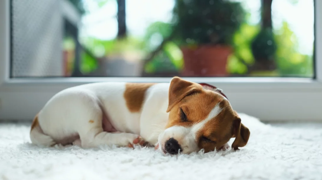 Κουτάβι στο σπίτι; Όσα πρέπει να γνωρίζεις για τη φροντίδα του