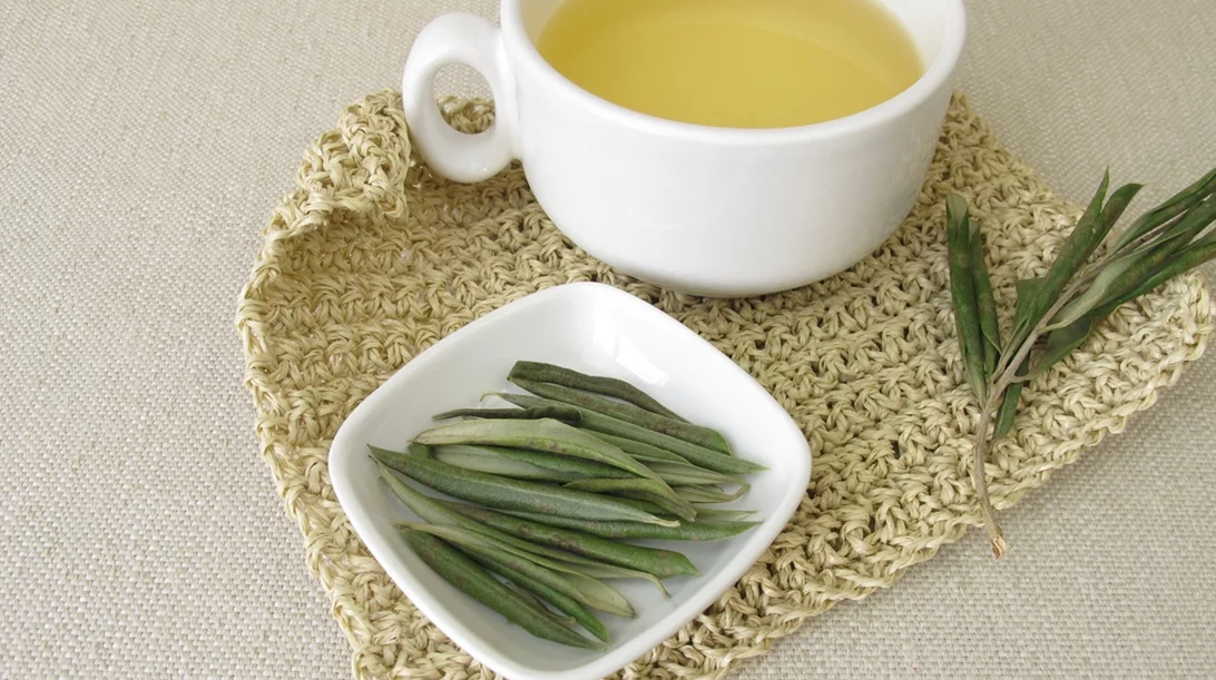 Βελτιώνουν την αρτηριακή πίεση και την υγεία της καρδιάς: Όλα τα οφέλη που έχουν τα φύλλα ελιάς