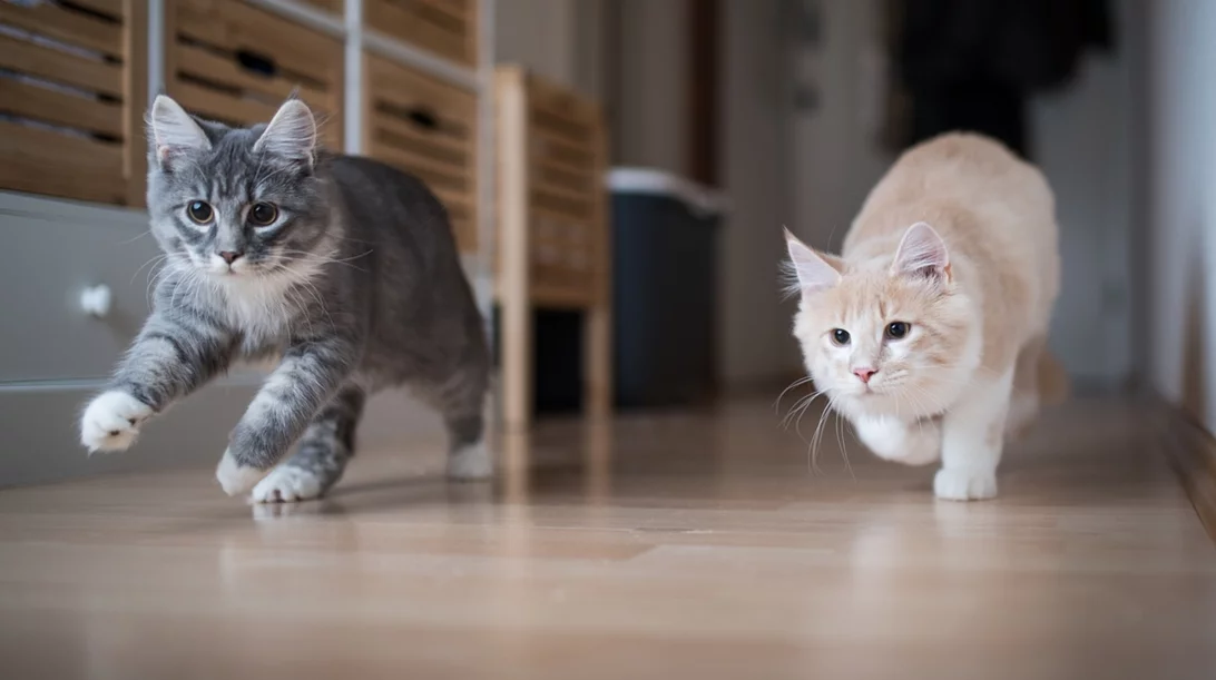 Περισσότερες από 1 γάτες στο σπίτι; Πώς θα πετύχεις τη μαγική συμβίωση;