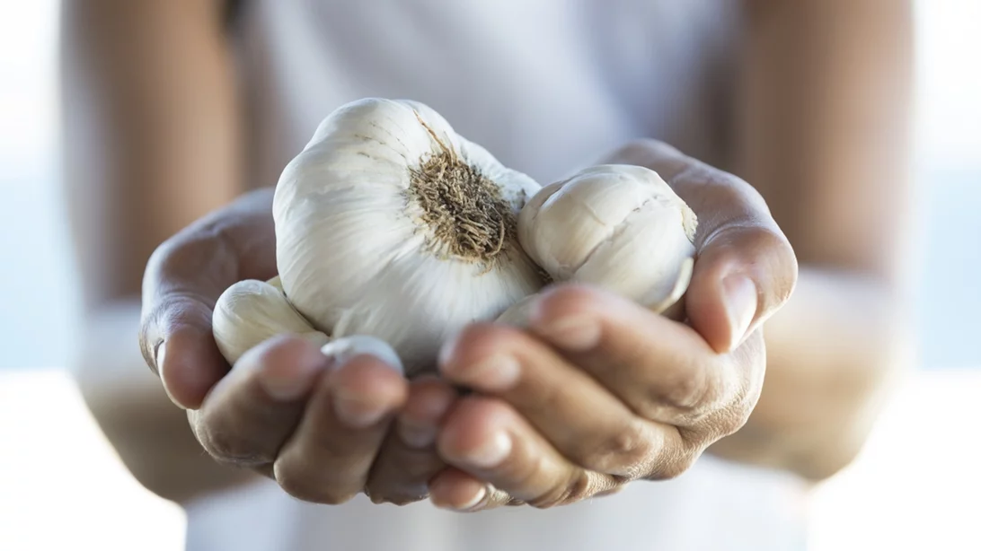 Σκόρδο: Το φυσικό αντιβιοτικό της κουζίνας – Τα επιστημονικά οφέλη και το "κόλπο" που ενισχύει το ανοσοποιητικό