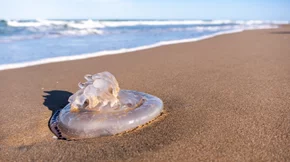 Τσίμπημα τσούχτρας: Λειτουργούν τα ούρα ως αντίδοτο; Τι λέει η επιστήμη