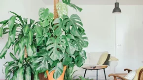 Πώς να κάνεις το σαλόνι σου να δείχνει μεγαλύτερο: 5 tips που πρέπει να ακολουθήσεις