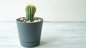 Ερεθισμένες αιμορροΐδες: Μήπως κάνουμε κάποιο λάθος στην τουαλέτα;