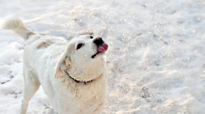 Πώς μπορείς να φροντίσεις τα αδεσποτάκια μέσα στον χιονιά