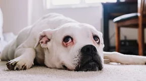 Πώς οι σκύλοι στο σπίτι μπορούν να μας μεταδώσουν σαλμονέλα: Η έρευνα που πρέπει να γνωρίζεις