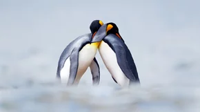 Pebbling | Πώς ένα βότσαλο βοηθά μια σχέση;