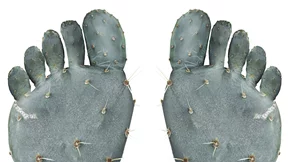 Τι αποκαλύπτουν τα δάκτυλα των ποδιών σου για την υγεία σου;