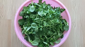 Γλιστρίδα: Το καλοκαιρινό βότανο με τα περισσότερα ωμέγα-3 - Όλα τα οφέλη της σύμφωνα με τον βοτανολόγο