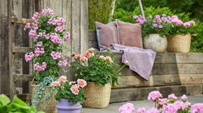 Ποια λουλούδια δημιουργούν μια μοναδική ατμόσφαιρα διακοπών;