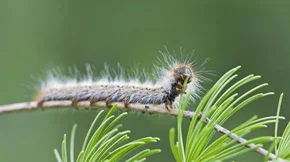 Το ξέρατε πως οι κάμπιες μπορεί να μας κάνουν... επίθεση; Τips για την αλλεργία στις κάμπιες