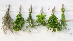 Το βότανο που αντιμετωπίζει αποτελεσματικά το στρες και βοηθά στην υγιή γήρανση