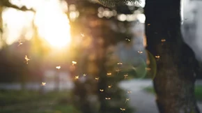 Κουνούπια: Ο ΕΟΔΥ κρούει τον κώδωνα του κινδύνου - Μήπως φέτος είναι πιο επικίνδυνα;