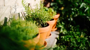 5 βότανα για ευεξία και καλή υγεία που μπορείς να φυτέψεις στη γλάστρα σου