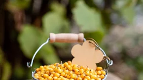 Ιπποφαές: Τα οφέλη του σούπερ αντιοξειδωτικού