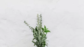 Τα βότανα που καίνε λίπος και οι συνταγές για κυτταρίτιδα, επίπεδη κοιλιά, έλεγχο όρεξης