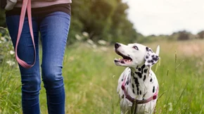 Βόλτα σκύλου: 5 συμβουλές για έναν ασφαλή περίπατο