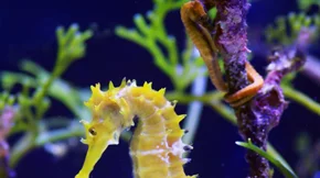 Ιππόκαμπος: 6 trivia για το «κέντρο της μνήμης» στον εγκέφαλό μας