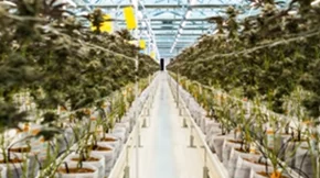 Πιστοποίηση GACP για την Tikun Olam Ελλάδος από την Q-CERT