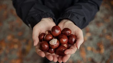 "Καίνε" λίπος στην κοιλιά τα κάστανα; Τι δείχνουν τα δεδομένα για το χειμερινό σνακ