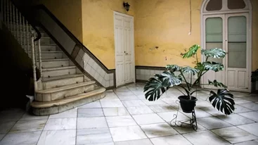 Αυτό το εκκεντρικό φυτό προσελκύει χρήματα και τύχη! Χρειάζεται πότισμα μόνο τρεις φορές το μήνα