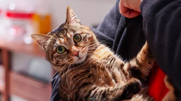 Τρίχες στα ρούχα: Το πιο αποτελεσματικό hack για να γλιτώσεις