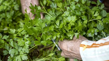 Γιατί οι γιαγιάδες έβαζαν παντού μαϊντανό; Τα απίστευτα οφέλη που επιβεβαιώνει η επιστήμη