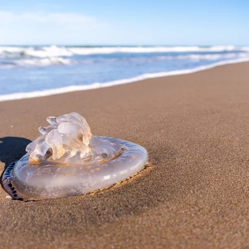 Τσίμπημα τσούχτρας: Λειτουργούν τα ούρα ως αντίδοτο; Τι λέει η επιστήμη