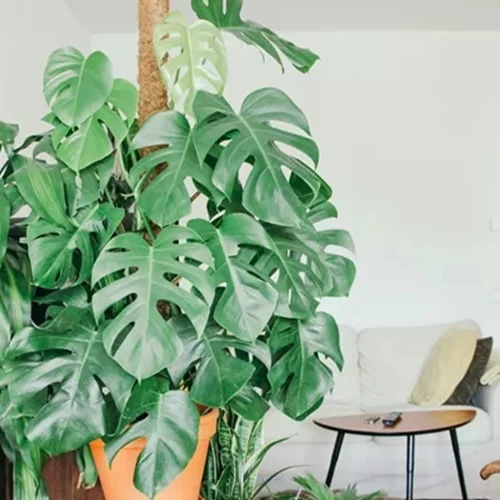 Πώς να κάνεις το σαλόνι σου να δείχνει μεγαλύτερο: 5 tips που πρέπει να ακολουθήσεις