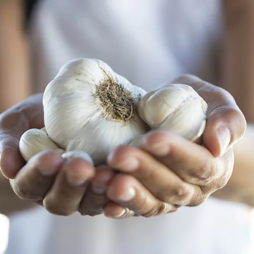 Σκόρδο: Το φυσικό αντιβιοτικό της κουζίνας – Τα επιστημονικά οφέλη και το "κόλπο" που ενισχύει το ανοσοποιητικό