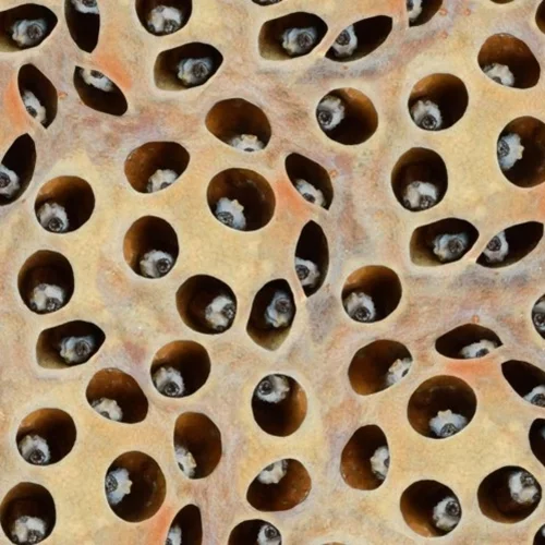 Τι είναι η τρυποφοβία;