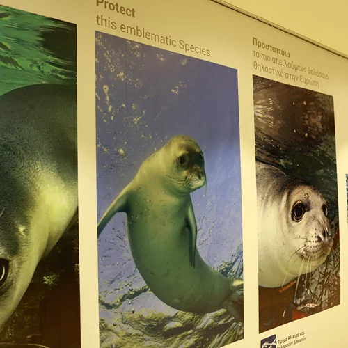 Μεσογειακή Φώκια: Ενώνουμε δυνάμεις για την προστασία της!
