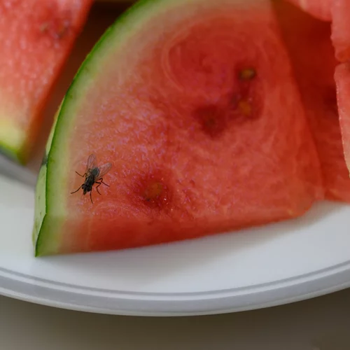 Καθάρισε την κουζίνα σου από έντομα: Tips που δουλεύουν πραγματικά