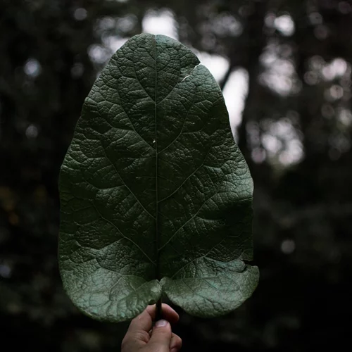 Τι είναι τα λειτουργικά τρόφιμα και γιατί είναι σημαντικά;