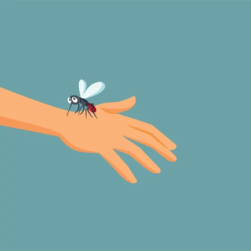 5 άγνωστες αλήθειες για τα κουνούπια | Πώς να τα αποφύγεις