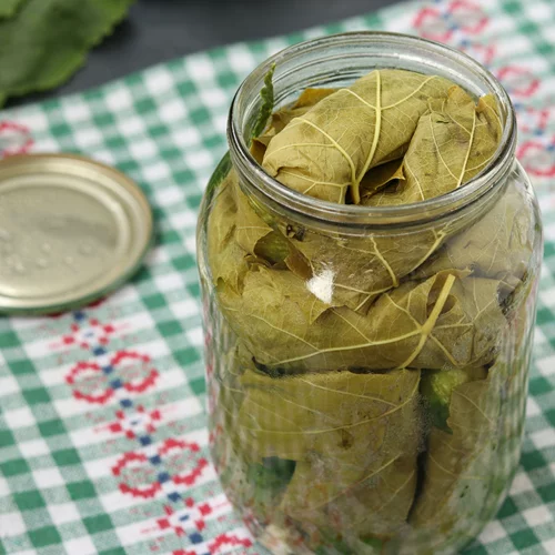 Πώς να διατηρήσεις τα αμπελόφυλλα σε άλμη έως και 1 χρόνο