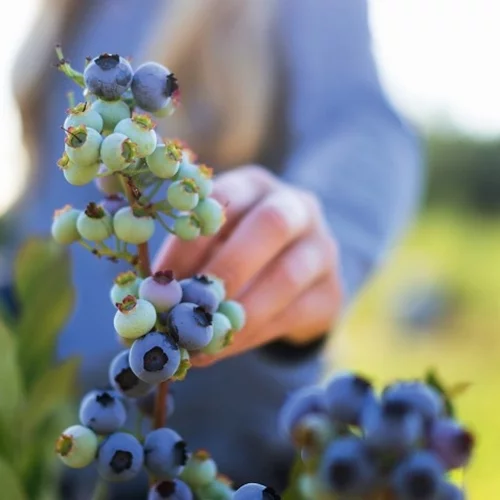 Βlueberries: Όλοι οι λόγοι για να τα εντάξεις στη διατροφή σου