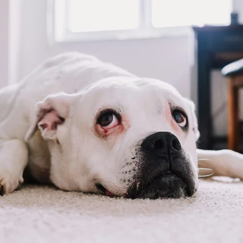 Πώς οι σκύλοι στο σπίτι μπορούν να μας μεταδώσουν σαλμονέλα: Η έρευνα που πρέπει να γνωρίζεις