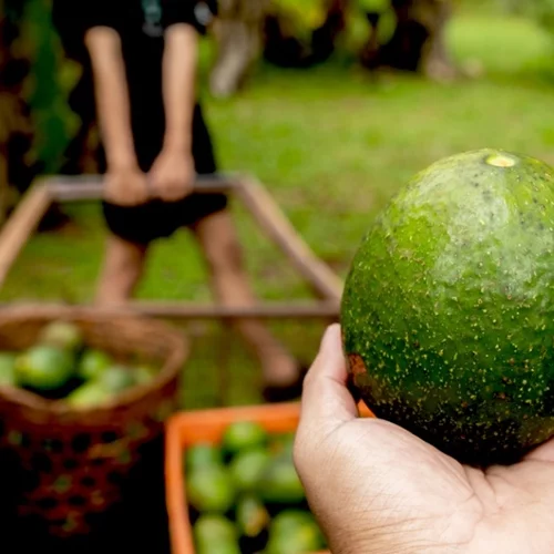 Veganuary: Τα food miles και γιατί πρέπει να σκεφτόμαστε προτού αγοράσουμε (vegan ή μη προϊόντα)