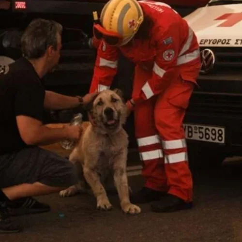 Πώς μπορείς να βοηθήσεις τα πυρόπληκτα ζώα