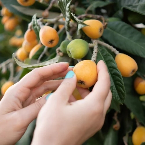Μούσμουλα: Πώς αυτά τα φρούτα εποχής κάνουν απίστευτο καλό στην υγεία μας;