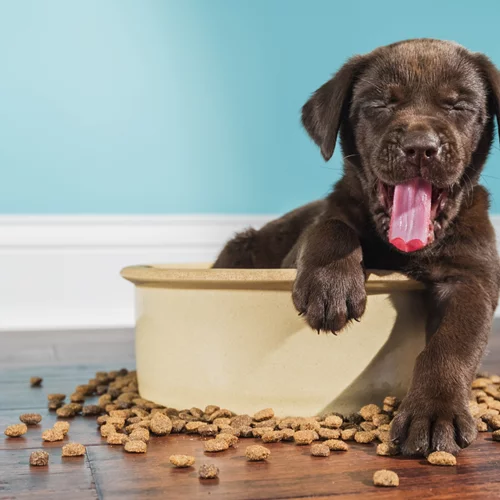 Πώς να επιλέξεις τη σωστή τροφή για τον σκύλο σου