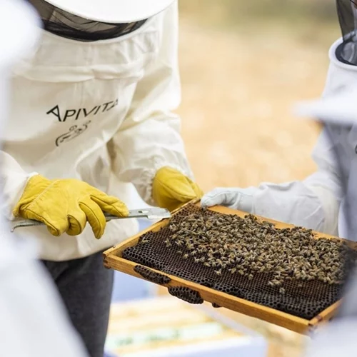 Αυτή είναι η πιο αξιέπαινη δράση για την προστασία του περιβάλλοντος και της μέλισσας