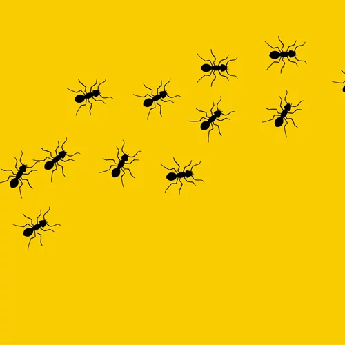 Μυρμήγκια: 3 τρόποι να τα εξολοθρεύσεις χωρίς εντομοκτόνο