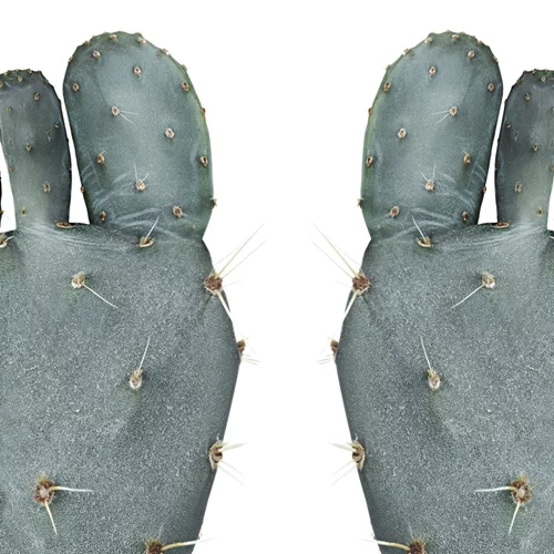 Τι αποκαλύπτουν τα δάκτυλα των ποδιών σου για την υγεία σου;