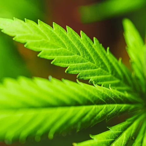 Η πρώτη υβριδική θερμοκηπιακή μονάδα για την καλλιέργεια φαρμακευτικής κάνναβης ξεκίνησε