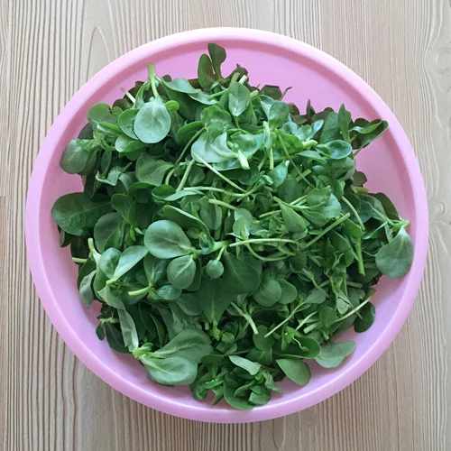 Γλιστρίδα: Το καλοκαιρινό βότανο με τα περισσότερα ωμέγα-3 - Όλα τα οφέλη της σύμφωνα με τον βοτανολόγο