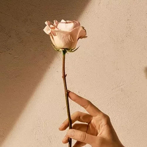 Spicy Rose: Το πιο φωτεινό και πικάντικο άρωμα τριαντάφυλλου που έχετε δοκμάσει