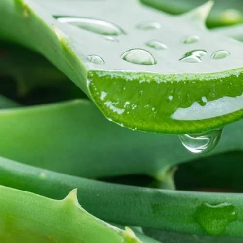 Μετά την ασπαρτάμη και η αλόη στη λίστα με τα πιθανώς καρκινογόνα του ΠΟΥ;